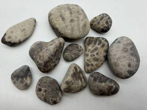 Petoskey Fossil Stones and Favosite Rugosa Mixed Lot (Lot of 11)