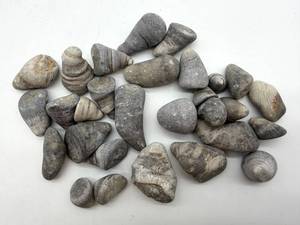 Michigan Horn Coral Rugosa Fossils