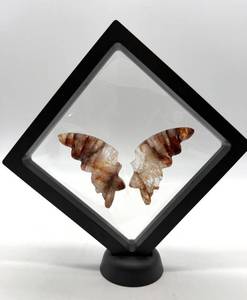 Carved Stone Butterfly Wings in Display Frame #6