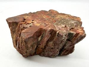 Petrified Wood Specimen