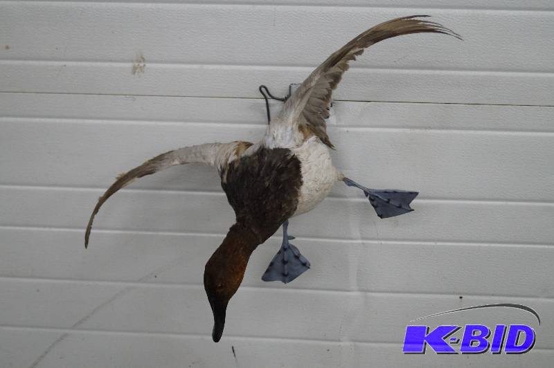 Duck Mount