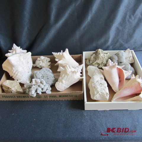 Large Sea Shells