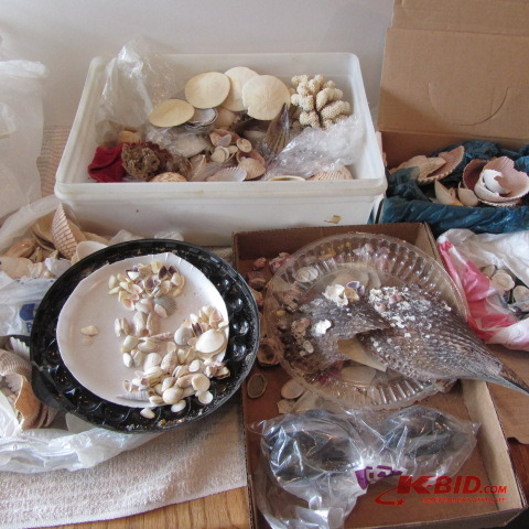 Sea Shells & Coral