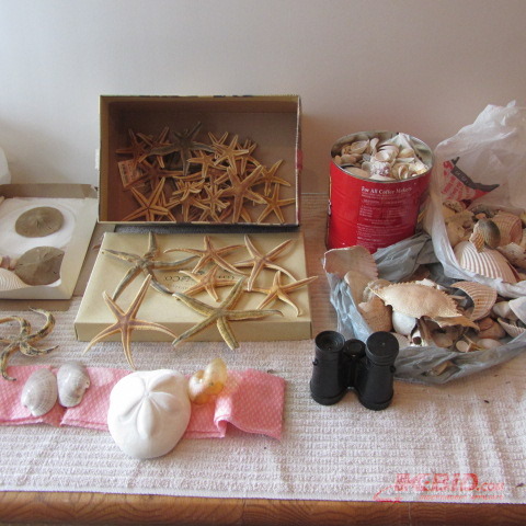 Sea Shells, Starfish, Sand Dollars