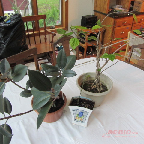 Hibiscus, Rubber Plant