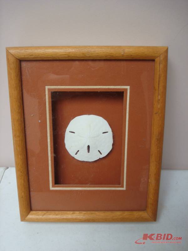 Framed Sand Dollar