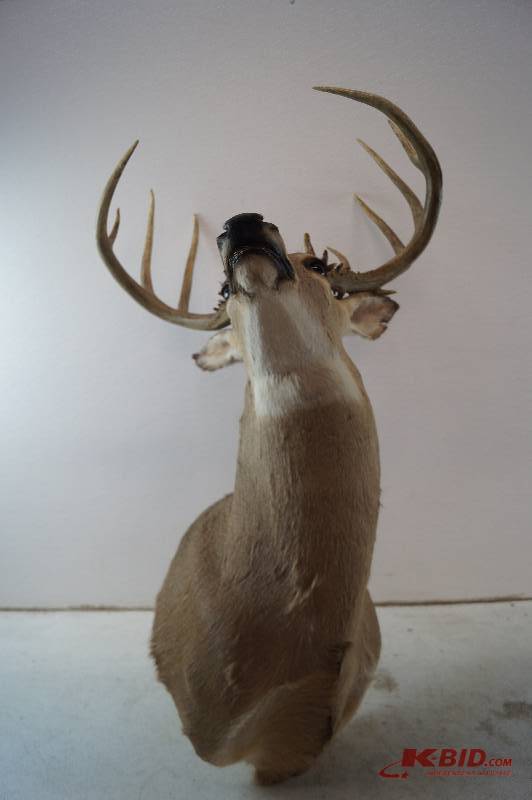 Deer Mount