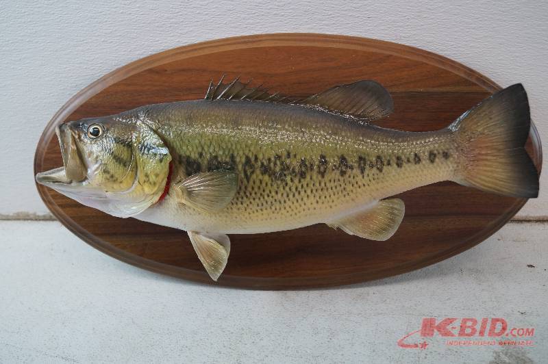 Walleye Mount