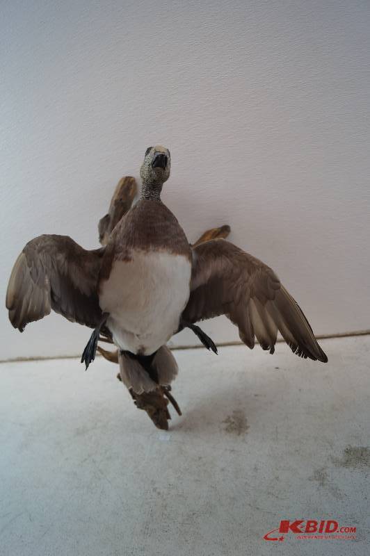 Duck Mount