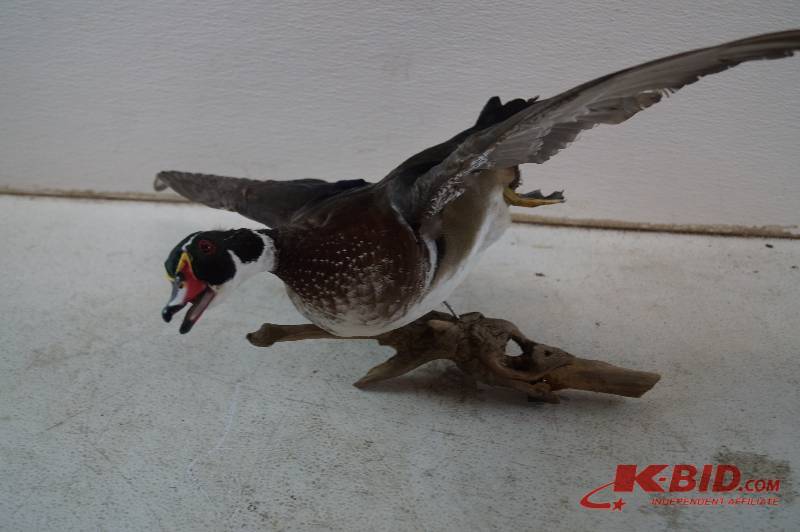 Duck Mount