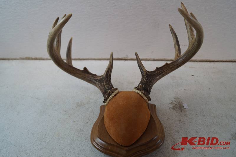Antler Mount