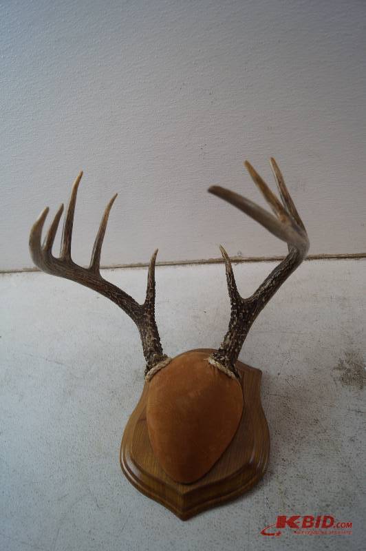Antler Mount
