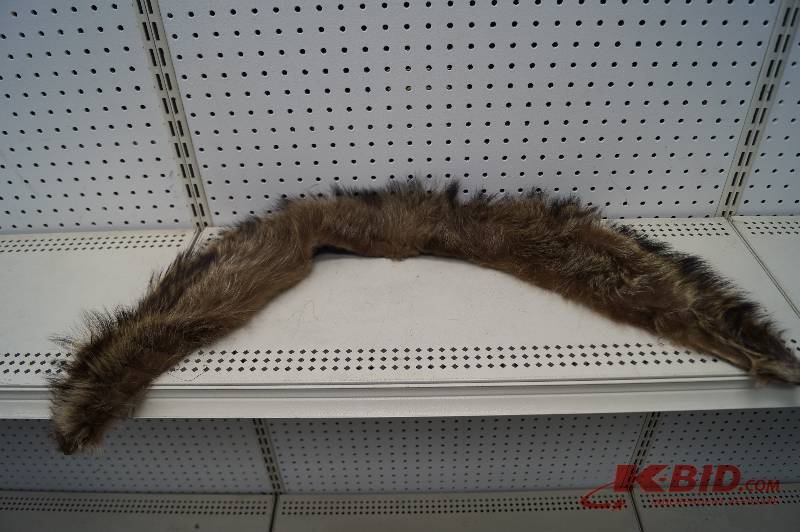 Coyote Collar