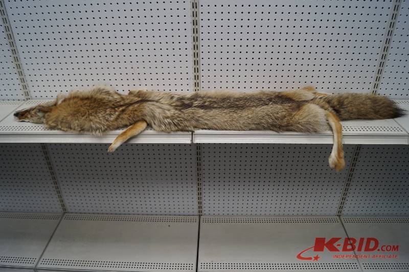 Coyote Skin