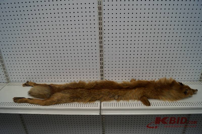 Red Fox Skin