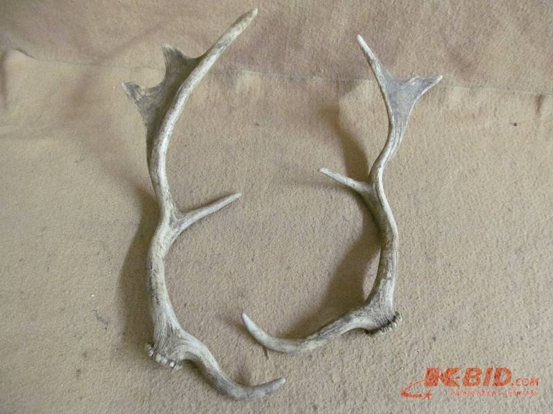 Antlers
