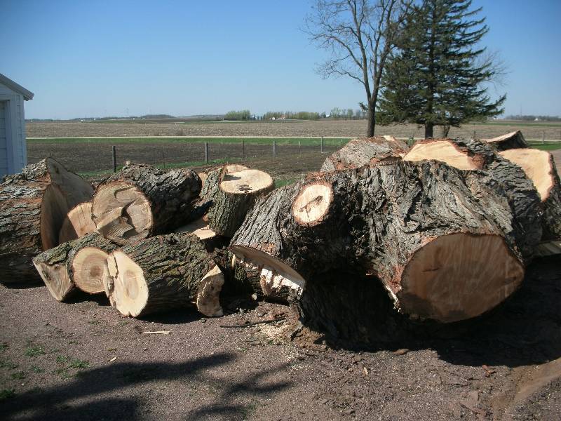 Maple Tree Trunks