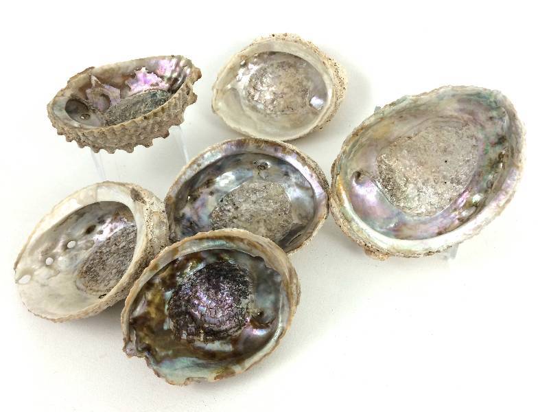 Lot of 6 Natural Irridesent Abalone Shells & Life-sized Lobster (Nancy Sales Co. Boston, Mass)