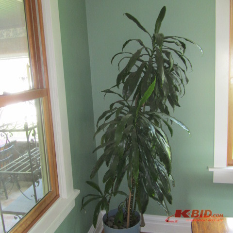 lot 88 image: Indoor Corn House Plant