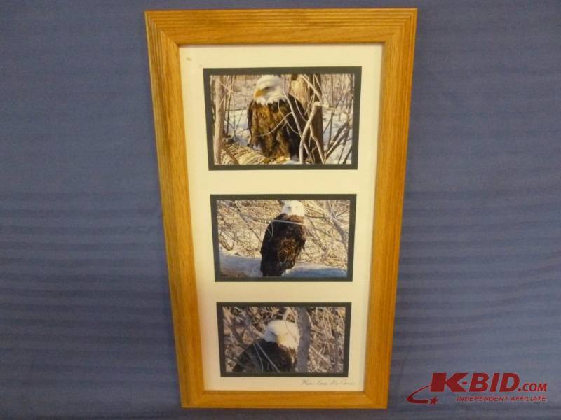 Eagle Picture