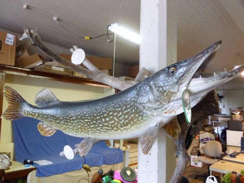 Northern Pike Wall Mount