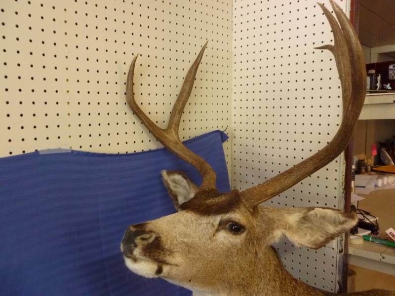 Deer Mount