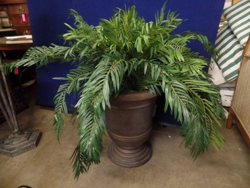 Decorative Plant