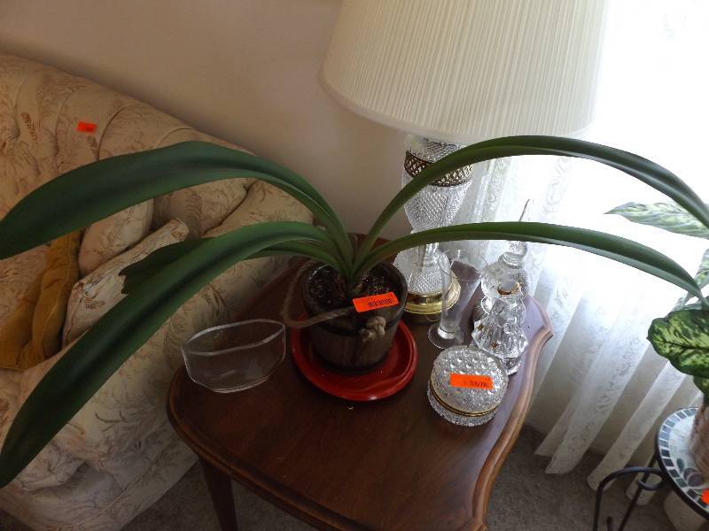 lot 61 image: Live Plant