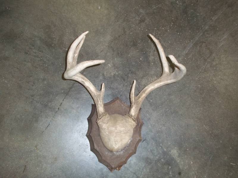 lot 60 image: Deer horn mount
