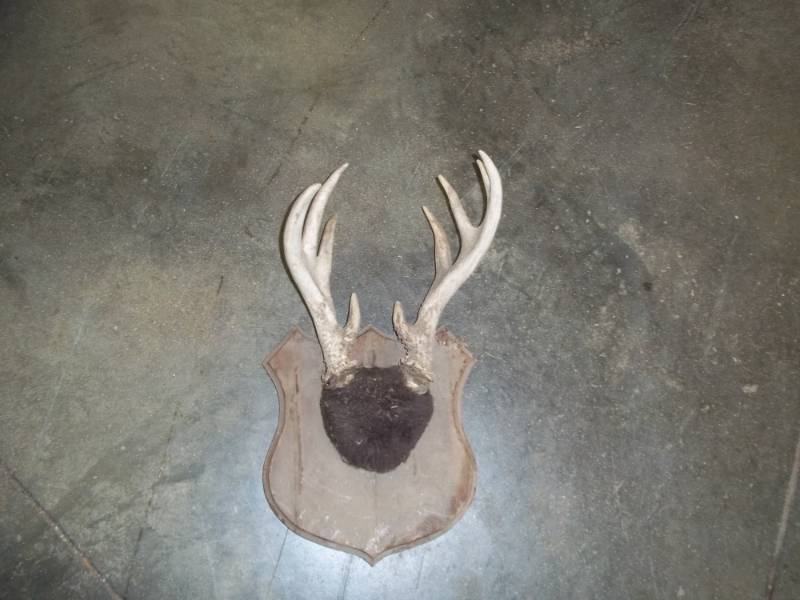 lot 61 image: Deer horn mount