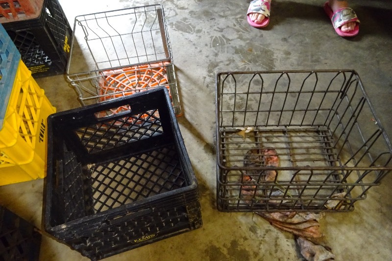 lot 145 image: 3 milk crates