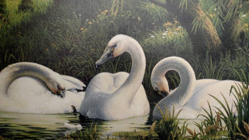 Framed Swan Canvas Print