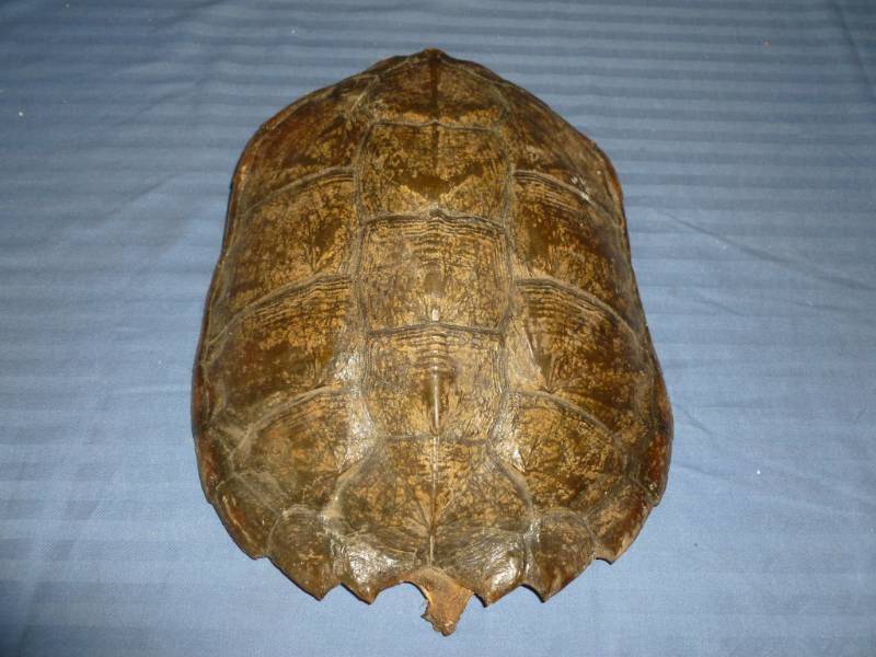 lot 25 image: Snapping Turtle Shell