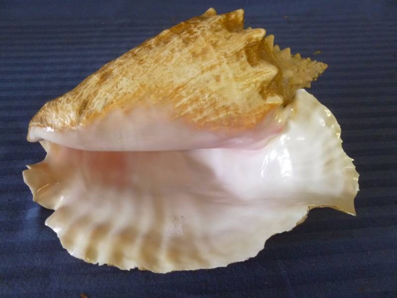 lot 181 image: Seashell
