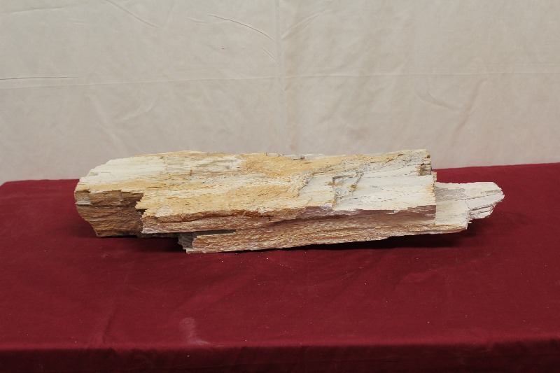 Petrified Wood
