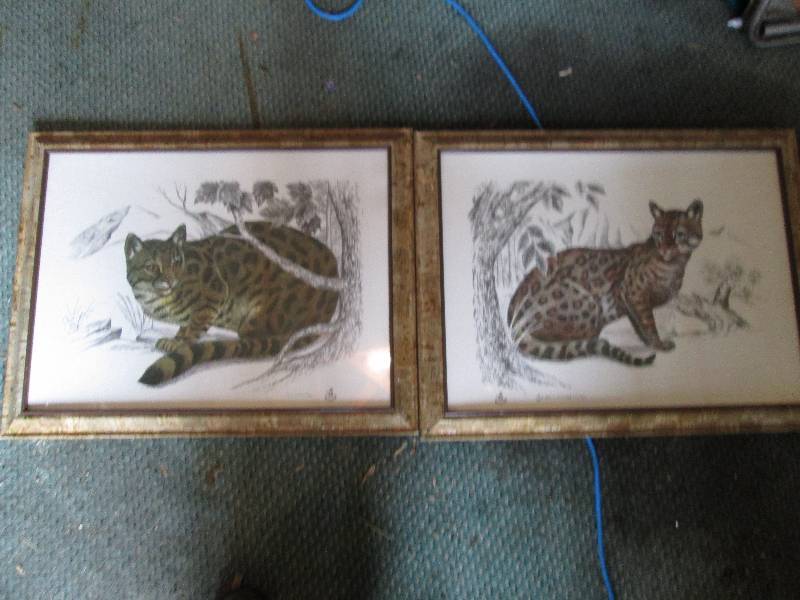 Pair of framed leopard prints, 21 x...