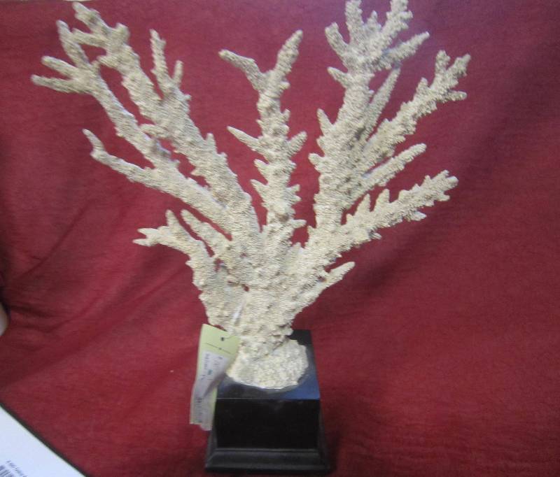 Unique Coral Tree Display