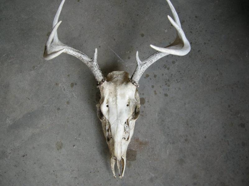 lot 25 image: Deer skullantlers