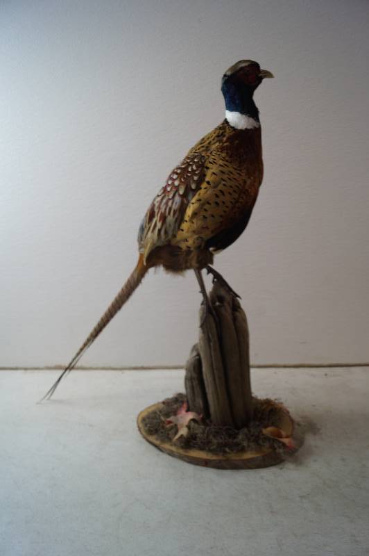 Pheasant mount