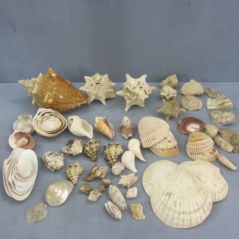 lot 97 image: Sea Shells