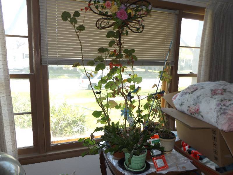 lot 414 image: House plants