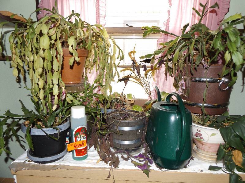 lot 480 image: Plants