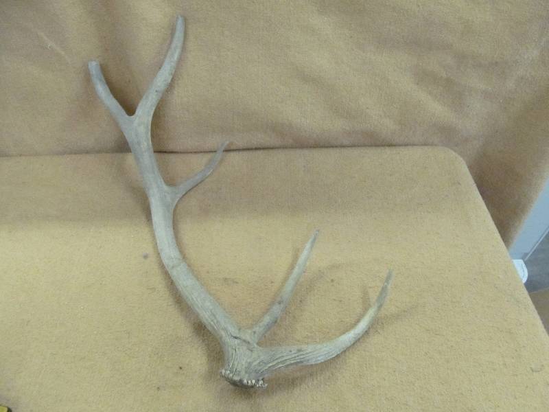 lot 35 image: Antler Sheds