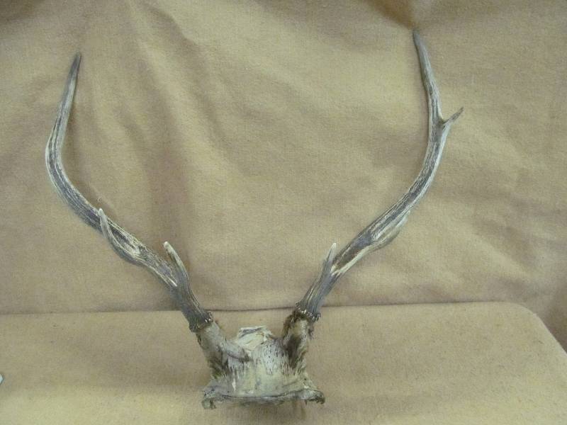 lot 36 image: Antler Sheds