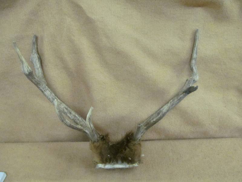 lot 37 image: Antler Sheds