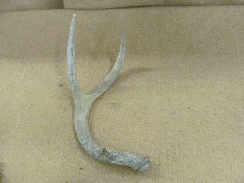 lot 38 image: Antler Sheds