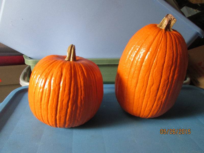 lot 16 image: Pair of pumpkins for fallhalloween...