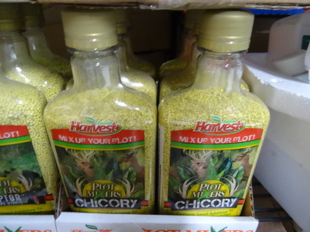 Chicory seed