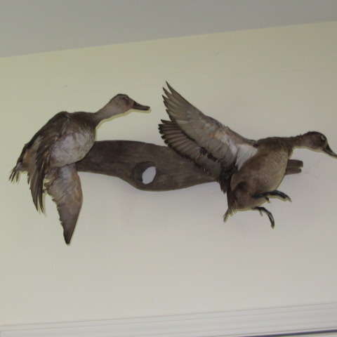 Taxidermy Ducks