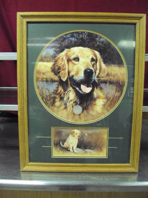 Golden Retriever Picture